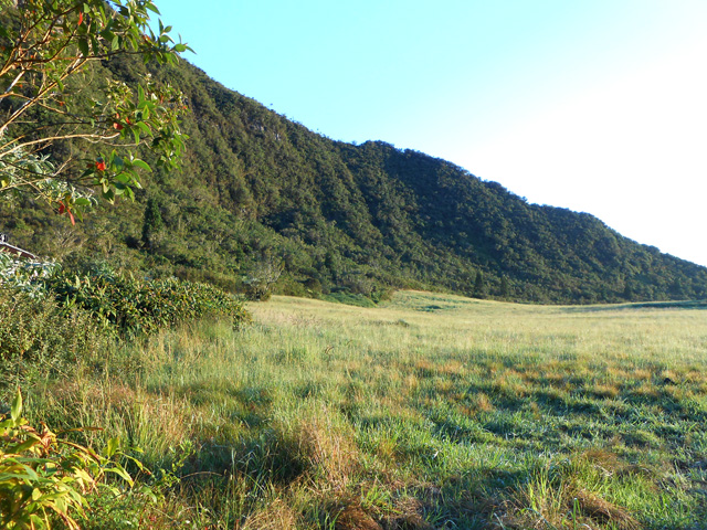 Départ de la randonnée : il faudra suivre la lisière près des cryptomerias