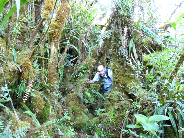 Une autre idée du sentier recouvert de mousse