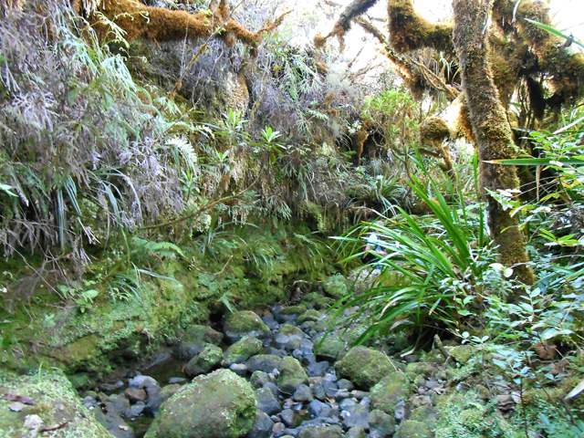 La marche est aisée dans ce fond de ravine moussue