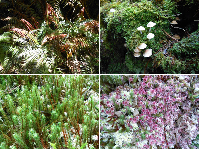 Balade au pays des fougères, mousses, lichens ou champignons