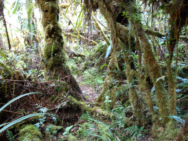 Le sentier du Bras d'Annette, peu marqué, mais suffisant pour ne pas s'égarer