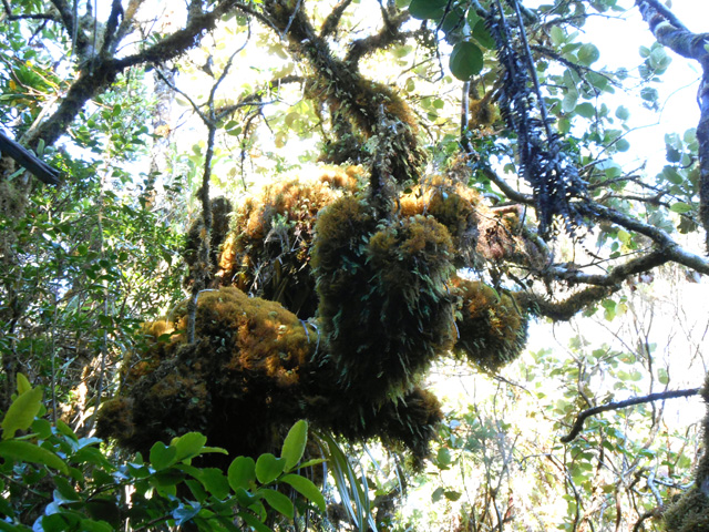 Les mousses sont partout, même en haut des arbres
