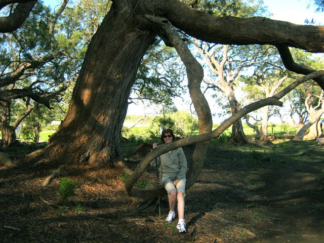 Les branches peuvent parfois servir de banc