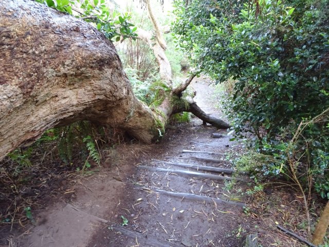 Un très long tamarin couché en bordure de sentier du parcours santé