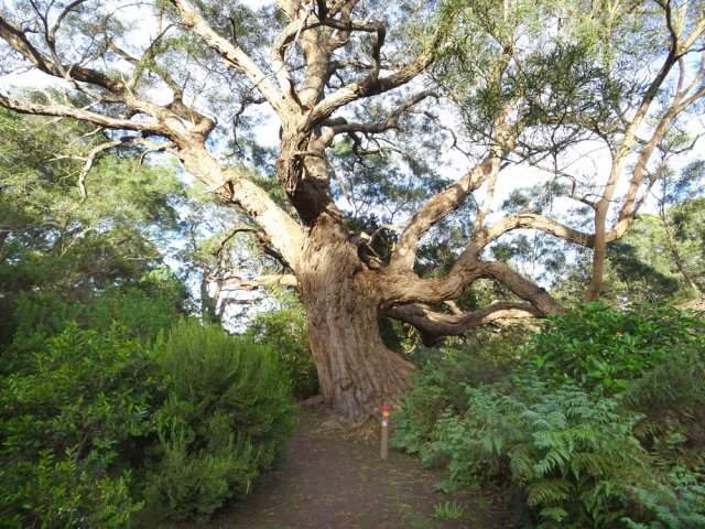 Un des cinq plus beaux tamarins de la boucle