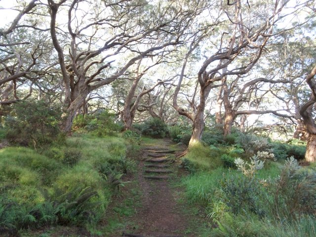 Balade beaucoup plus agréable que sous les acacias noirs