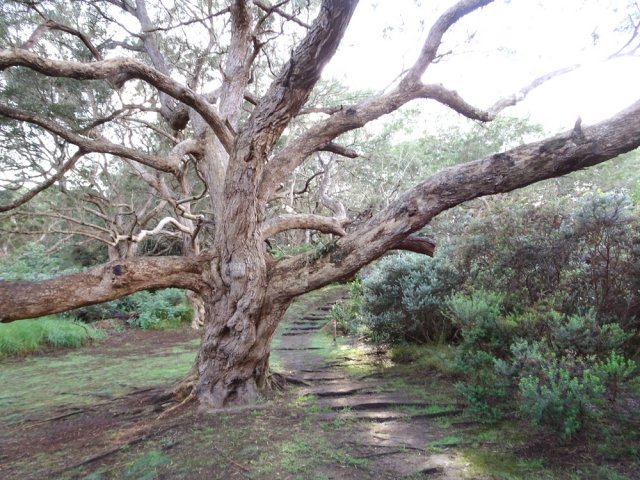 Un autre respectable centenaire