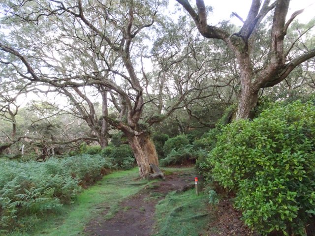 Pente douce, jamais difficile sous les grands arbres
