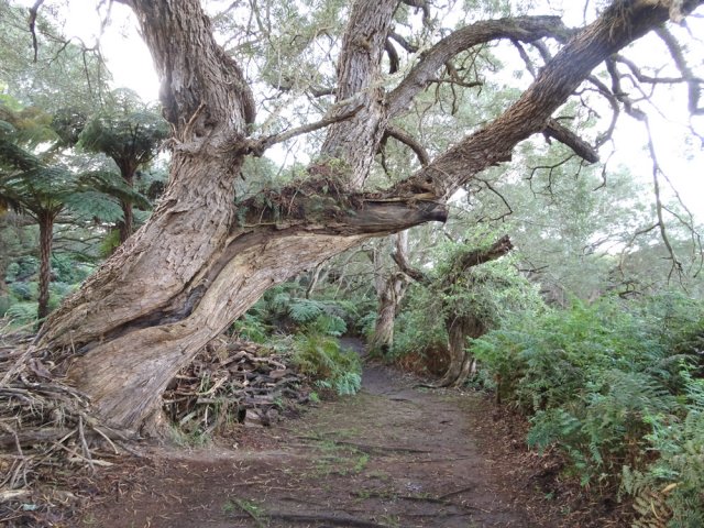 Le tronc semble avoir été touché par la foudre