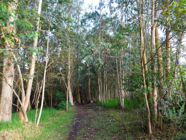 Retour par la forêt d'eucalyptus