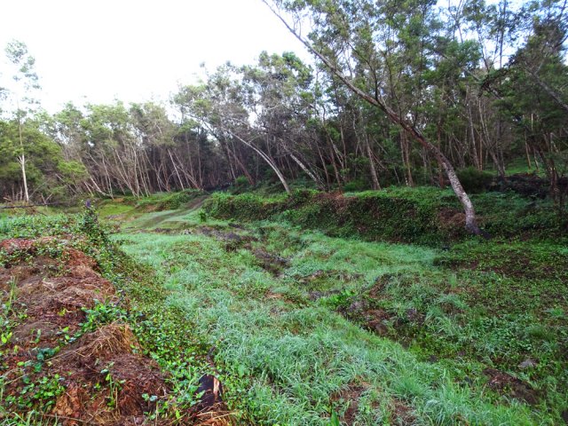Le fond herbeux du Bras Creux ou d'un de ses affluents
