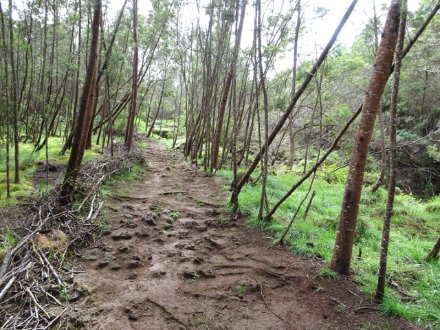 Comme le sentier est récent, les branches trainent encore en bordure
