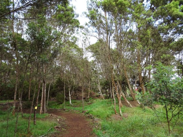 Plus d'acacias noirs que de tamarins sur le parcours santé
