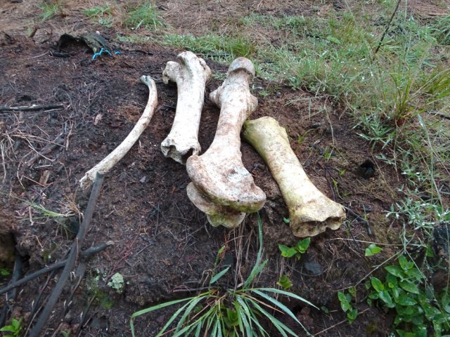 Pas de mammouth dans cette région mais des bœufs !