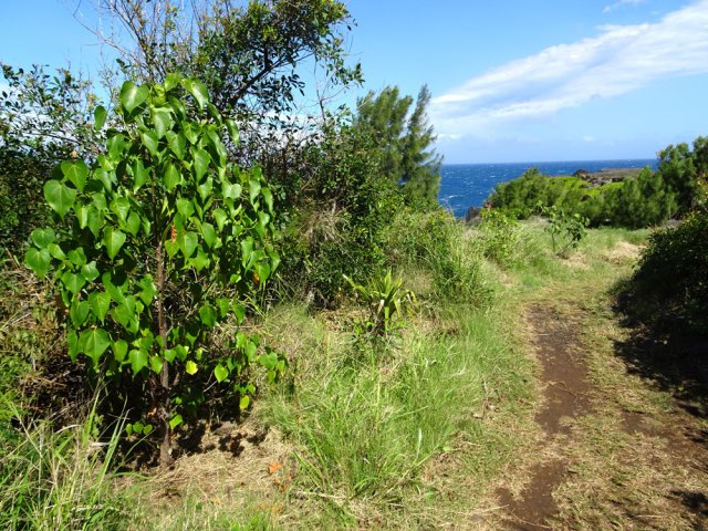 Nouvelles jeunes plantations de mahots et pandanus