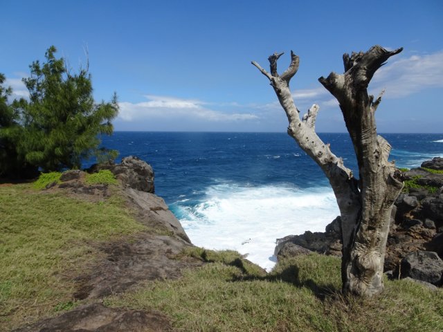 Les filaos ne vivent pas centenaires aussi près des embruns salés