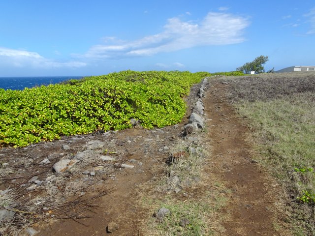 L'ancien sentier, bordé de deux rangées de roches, disparaît sous les maniocs