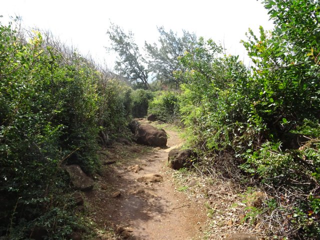 Il serpente entre de nombreux massifs de pruniers malgaches