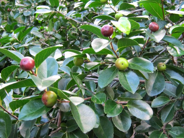 Ne manger que les fruits mûrs et gare aux épines