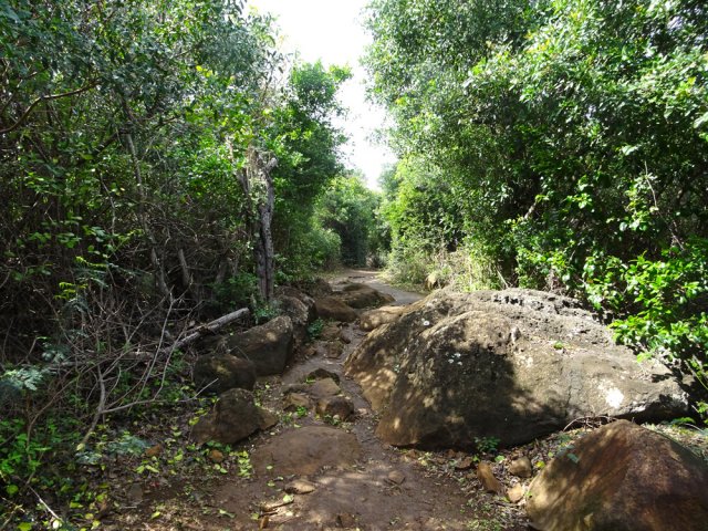 Quelques roches encombrent le sentier mais ne gênent pas