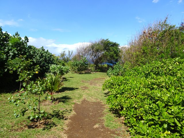 Mahots et manioc marron encadrent de jeunes plantations