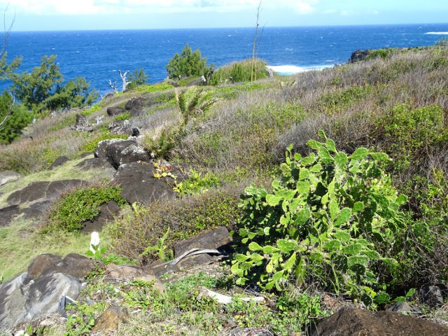 Attention aux épines de cactées un peu partout