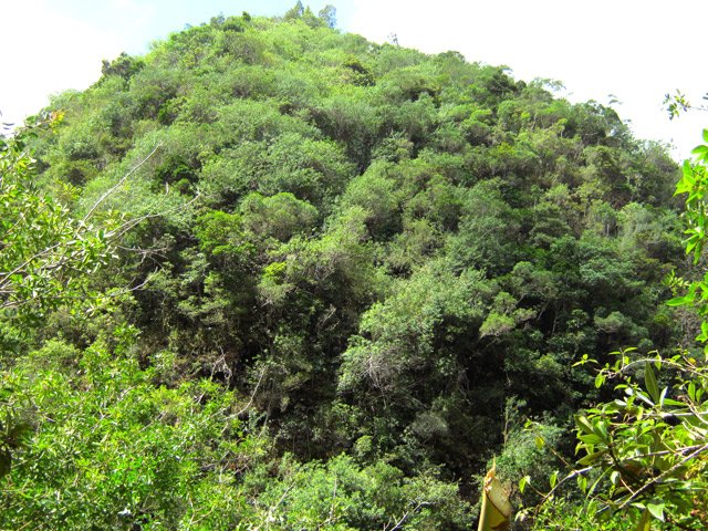 Les bois de couleurs l'emportent en hauteur sur les branles et fougères