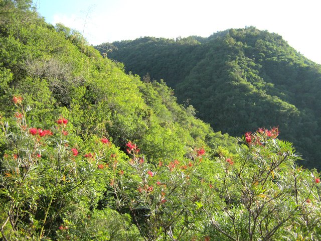 Fleurs à pompons rouges d'un bel effet