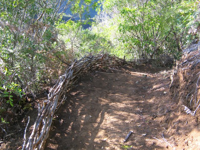 Sentier large, propre et bordé de fascines de goyaviers
