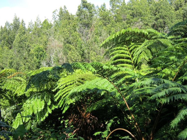 Quelques fougères arborescentes au milieu des acacias noirs