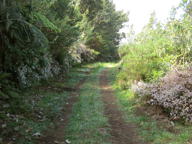 Une agréable piste herbeuse et presque plate pour reposer