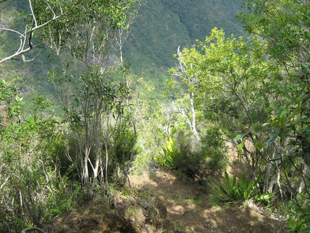 Le sentier en forte descente