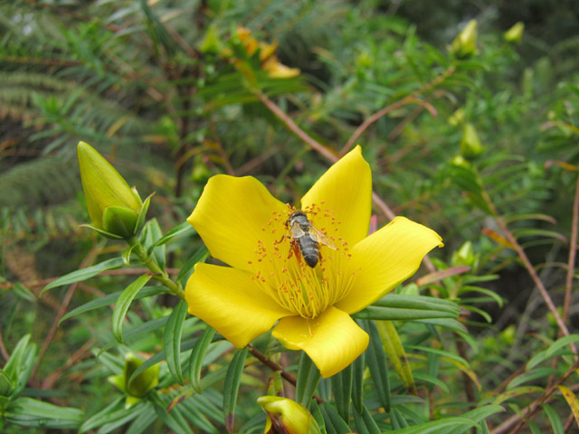 Ti fleur jaune, endémique ; la fleur qui attire le plus les insectes