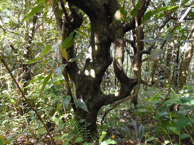 Un tronc de bois de perroquet présente des formes biscornues