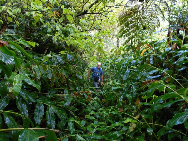 Le sentier qui longe la Ravine de Bellevue en rive gauche est plus aventureux