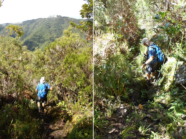 Courtes portions de fougères et de branles verts