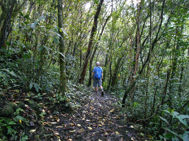 Une idée du sous-bois sous les bois de perroquets