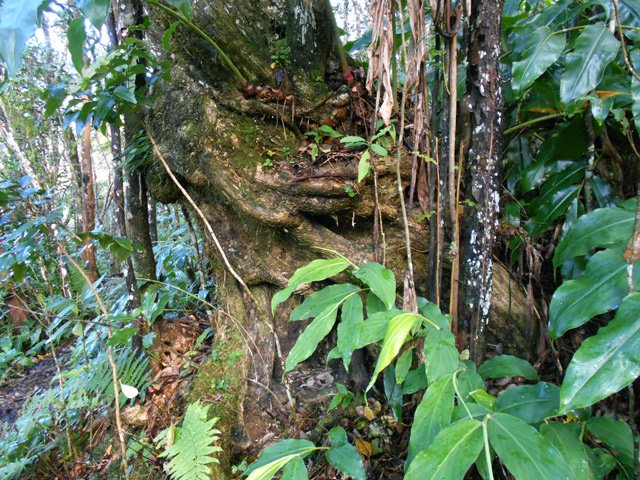 Quelques bois maigres rivalisent avec les bois de remparts ou les affouches
