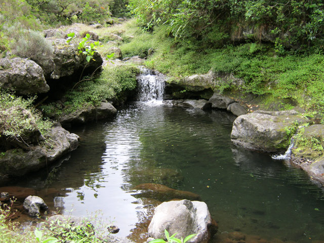 Il faut braver les goyaviers pour voir cascades et bassins de la Rivière des Remparts