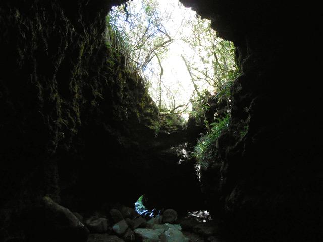 La forêt apparait dans les trouées du plafond