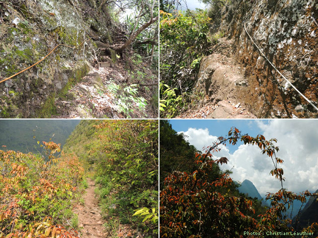 Descente de Dos d'Ane : les cordes et les lianes papillon