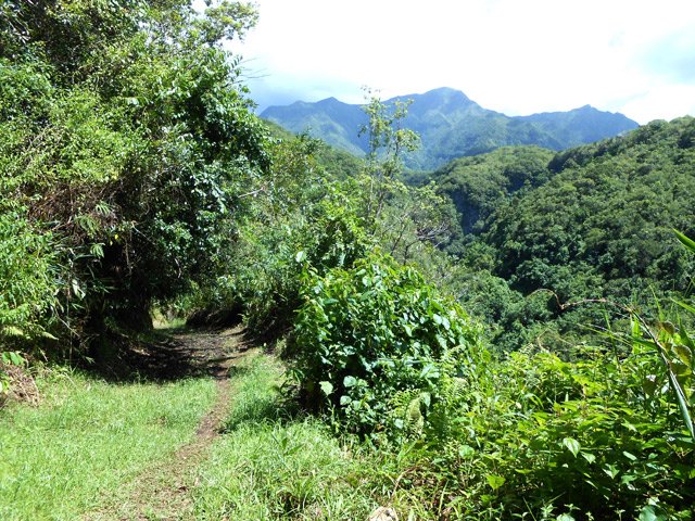 Beaucoup de verdure sur cette partie qui domine la Rivière du Mât