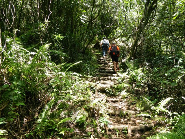 Nouvelles montées en sous-bois ombragé