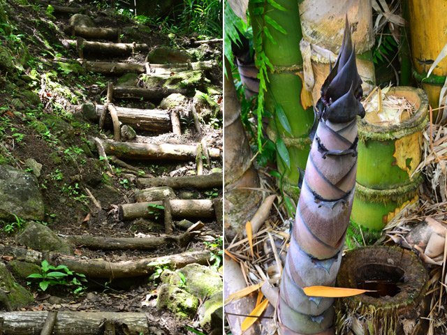 Magnifiques bambous près d'une pente assez sérieuse