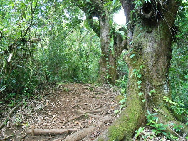 Les manguiers qui servent de point de repère pour prendre le bon sentier