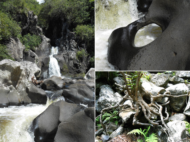 Quelques beautés ou curiosités du Bassin des Aigrettes