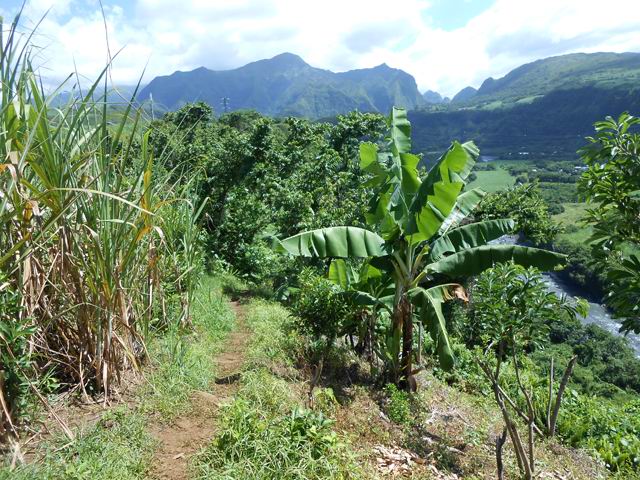 Canne à sucre et plantations à flanc de falaise en fin de boucle