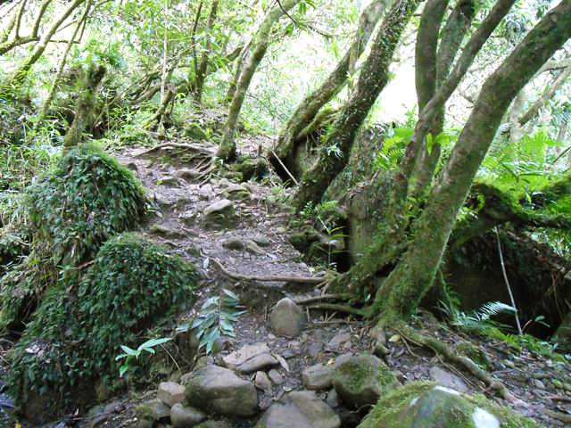 Passage en sous-bois