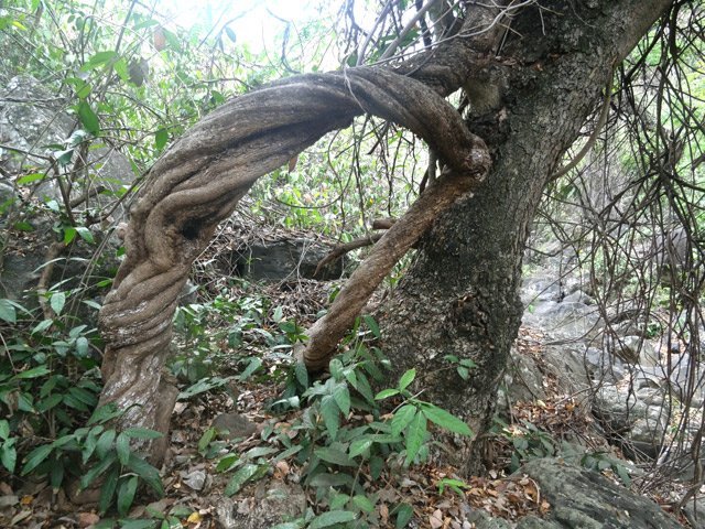 Enorme liane proche de la ravine