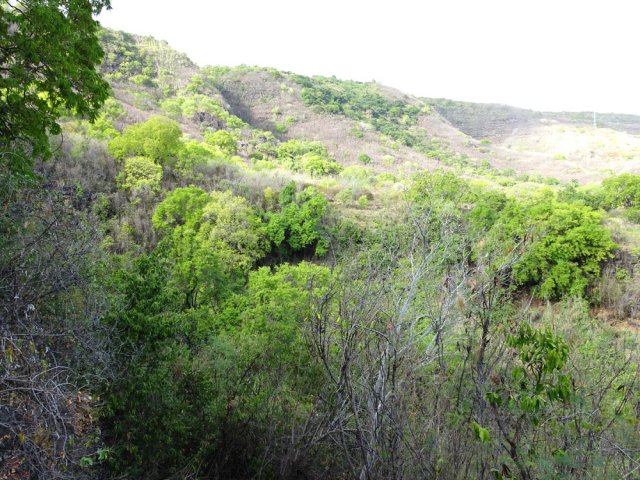 On repère très vite les tamarins des bas à la couleur de leur feuillage